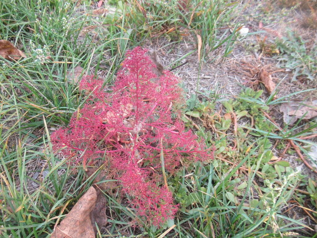 Teloxys aristata; photograph author not stated, no rights reserved