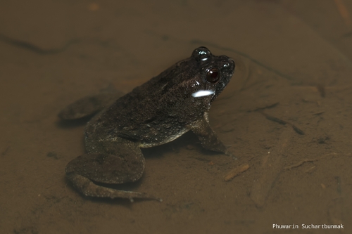 Occidozyga martensii observed 2026-09-18