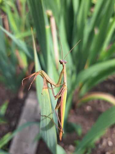 European Mantis