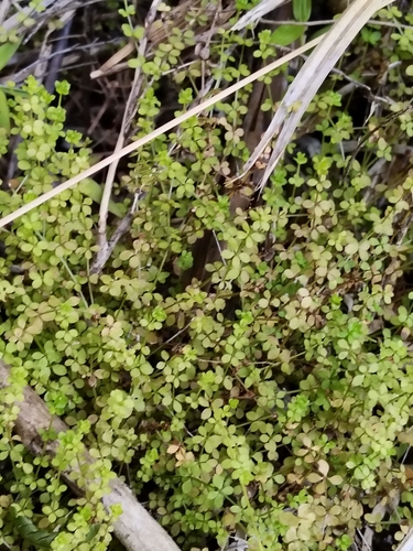 Galium propinquum observed 2026-09-20