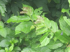 Microcos paniculata