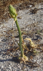 Ornithogalum conicum