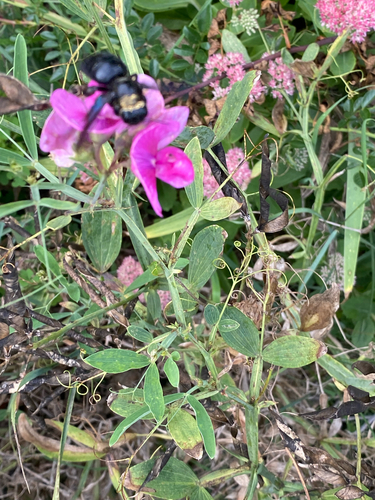 Xylocopa