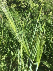 Hordeum vulgare