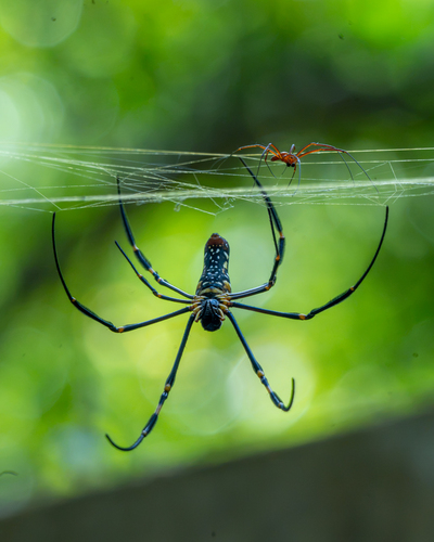 Giant Golden Orbweaver