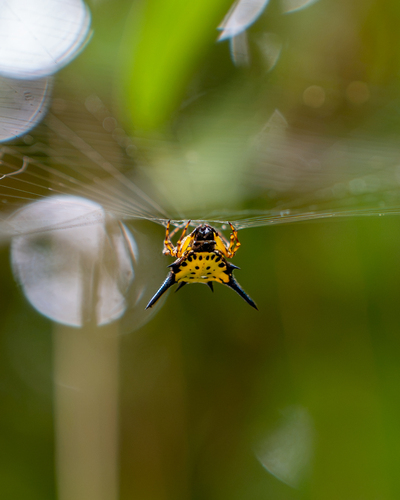 Hasselt's Spiny Spider