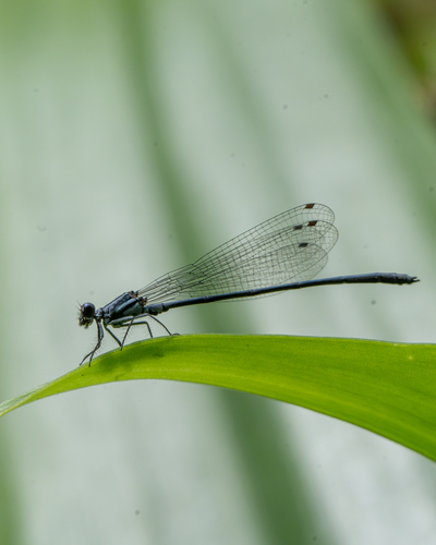 Calicnemia imitans