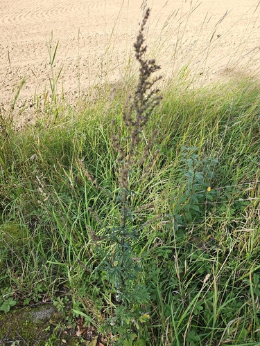 common mugwort