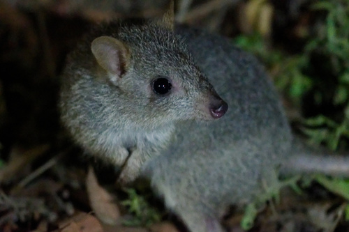 Northern Bettong