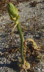 Ornithogalum conicum