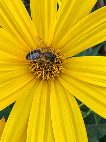 Western Honey Bee