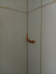 Sphaerodactylus difficilis anthracomus