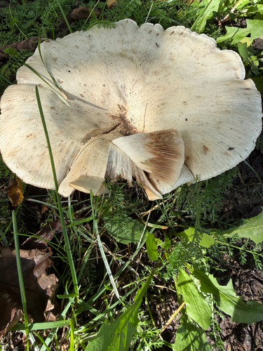 Giant Funnel