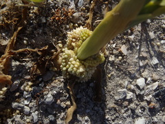 Ornithogalum conicum