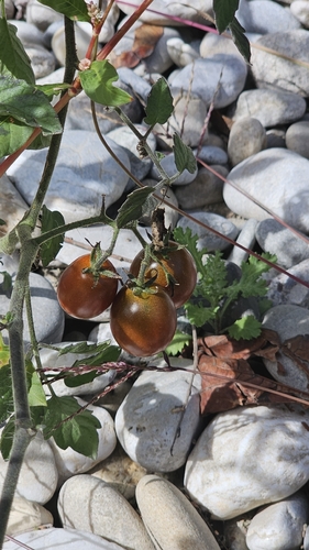 tomato