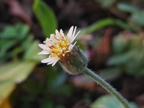 Tridax Daisy