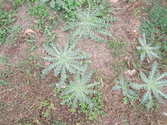 Carduus nutans, photograph author not stated, no rights reserved