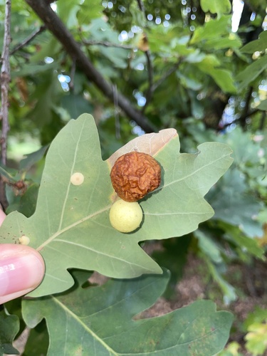 Cherry Gall Wasp