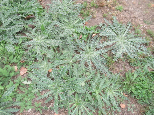 Carduus nutans, photograph 5