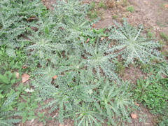 Carduus nutans, photograph author not stated, no rights reserved