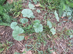 Malva pusilla, photograph author not stated, no rights reserved