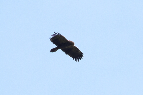 Lesser Spotted Eagle