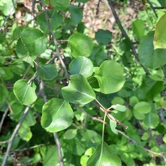Pyrus communis pyraster