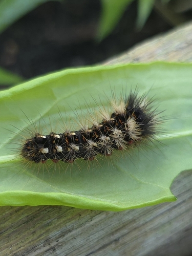 Knot Grass Moth