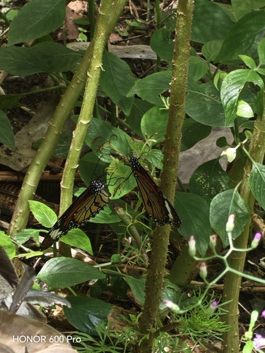 Common Tiger Butterfly