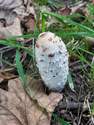 Shaggy Mane