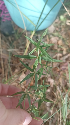 Northern Bedstraw