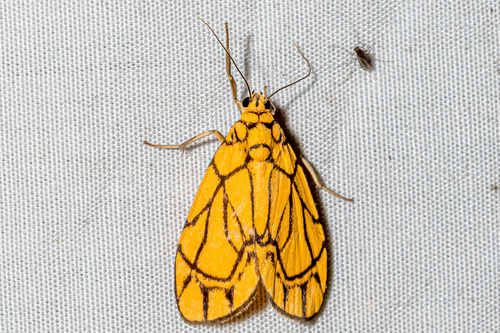 Cyme euprepioides