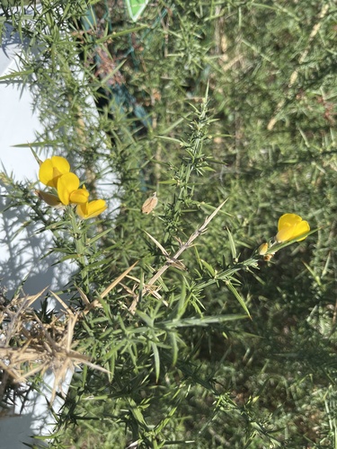 gorse