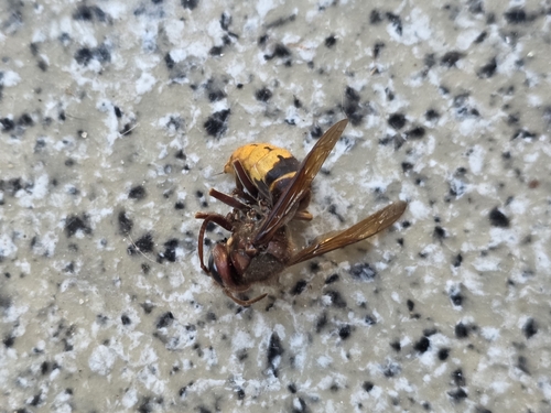 European Hornet