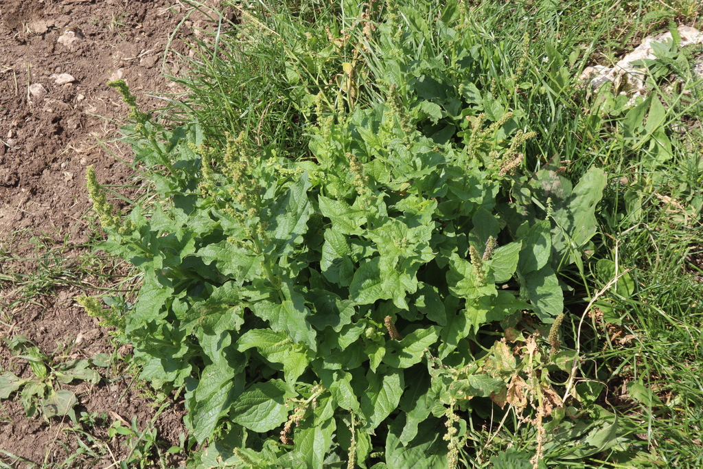 Blitum bonus-henricus; photograph (c) Edmundas Greimas, some rights reserved (CC BY)