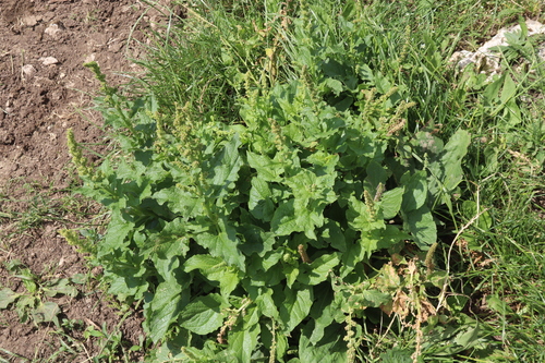 Blitum bonus-henricus
