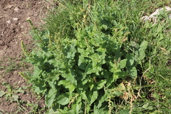 Blitum bonus-henricus