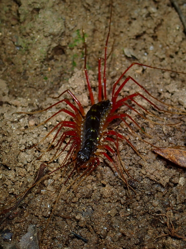 Long-legged Centipede