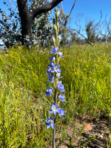 Great Sun-Orchid