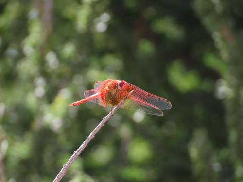 Orange-winged Dropwing