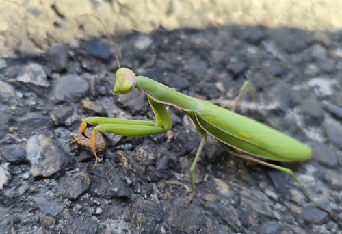 European Mantis