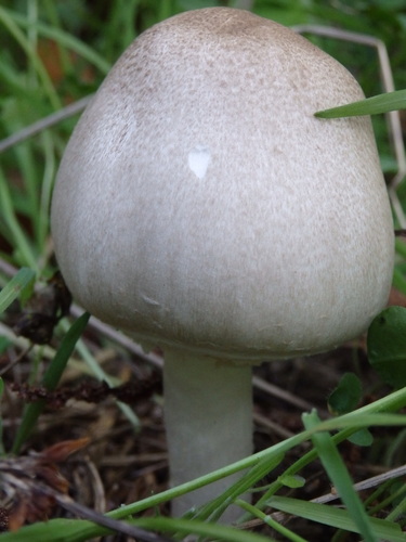 Inky Agaricus