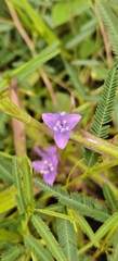 Cyanotis axillaris, photograph (c) Rohit Naniwadekar, some rights reserved (CC BY)