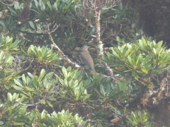 Turdus plebejus