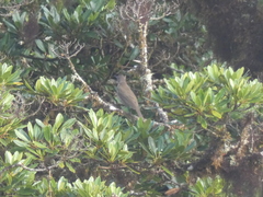 Turdus plebejus