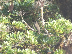 Turdus plebejus