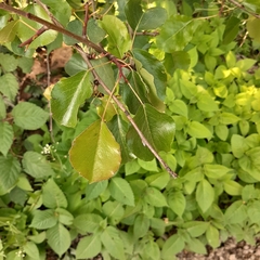 Pyrus communis pyraster