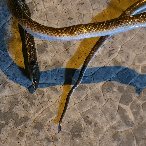 Common Wolf Snake