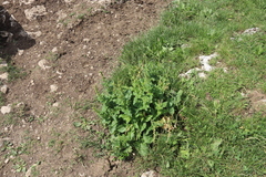 (c) Edmundas Greimas, some rights reserved (CC BY) Blitum bonus-henricus, photograph (c) Edmundas Greimas, some rights reserved (CC BY)
