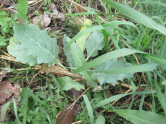 author not stated, no rights reserved Hyoscyamus niger, photograph author not stated, no rights reserved